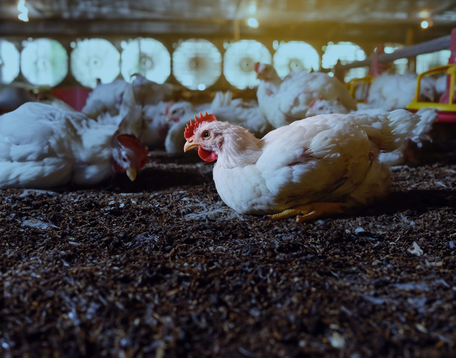 Product combinations for broiler houses