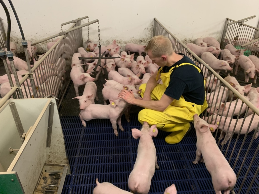 Air quality in a pig farm